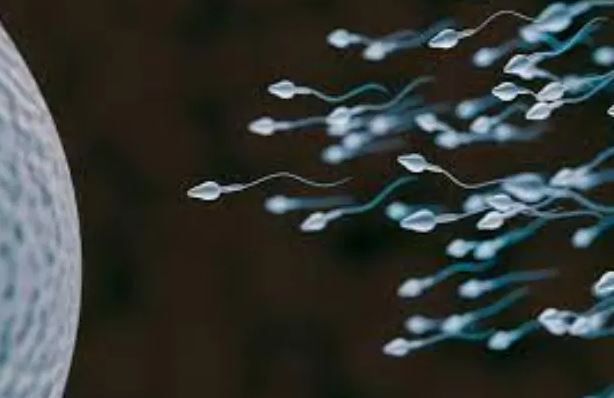 راه حل بحران ناباروری مردان پیدا شد؛ پرورش بیضه در آزمایشگاه برای اولین بار!