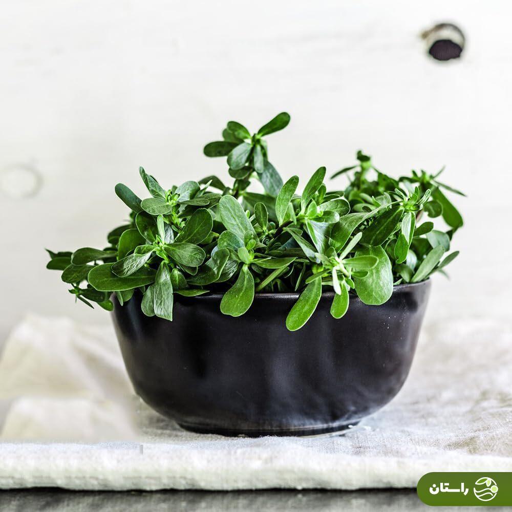 خواص سبزی خرفه این علف هرز، اما شگفتانگیز را میدانید؟ | با مغذیترین سبزی جهان آشنا شوید خواص سبزی خرفه این علف هرز، اما شگفتانگیز را میدانید؟ | با مغذیترین سبزی جهان آشنا شوید