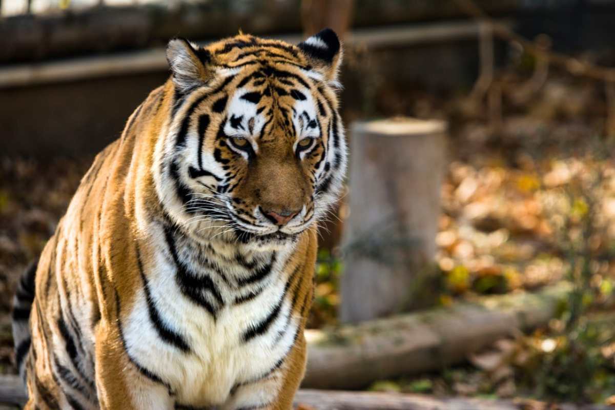 عکس| پیرترین ببر سیبری ایران که صبح امروز درگذشت عکس| پیرترین ببر سیبری ایران که صبح امروز درگذشت