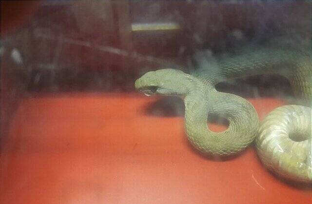 عکس| وحشت مردم از حضور دو مار یک متری در جنوب تهران عکس| وحشت مردم از حضور دو مار یک متری در جنوب تهران