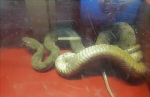 عکس| وحشت مردم از حضور دو مار یک متری در جنوب تهران عکس| وحشت مردم از حضور دو مار یک متری در جنوب تهران