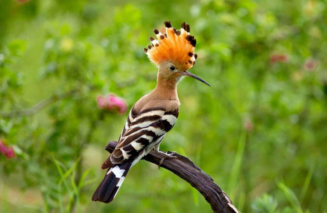 با زیباترین پرندگان در قلمرو حیات وحش آشنا شوید؛ از طاووس هندی تا قرقاول طلایی