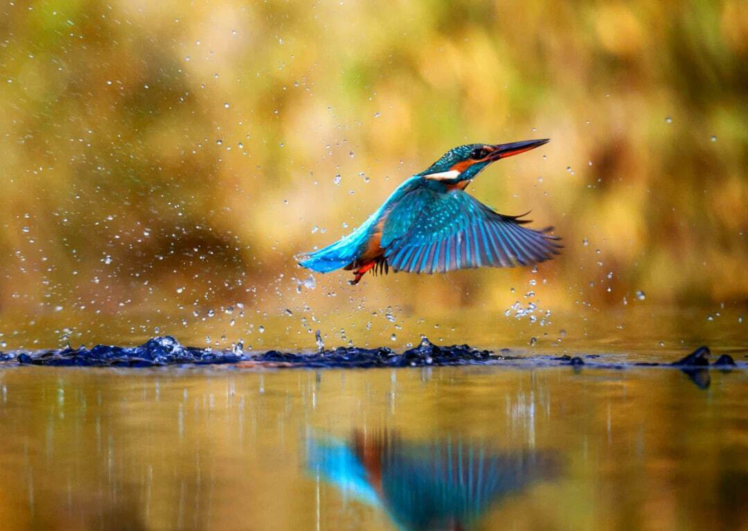 با زیباترین پرندگان در قلمرو حیات وحش آشنا شوید؛ از طاووس هندی تا قرقاول طلایی