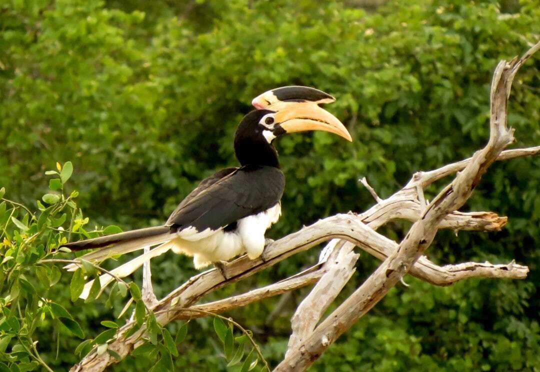 با زیباترین پرندگان در قلمرو حیات وحش آشنا شوید؛ از طاووس هندی تا قرقاول طلایی