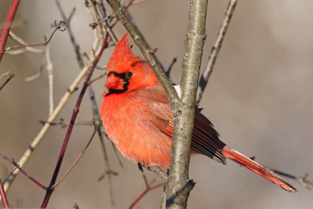 با زیباترین پرندگان در قلمرو حیات وحش آشنا شوید؛ از طاووس هندی تا قرقاول طلایی