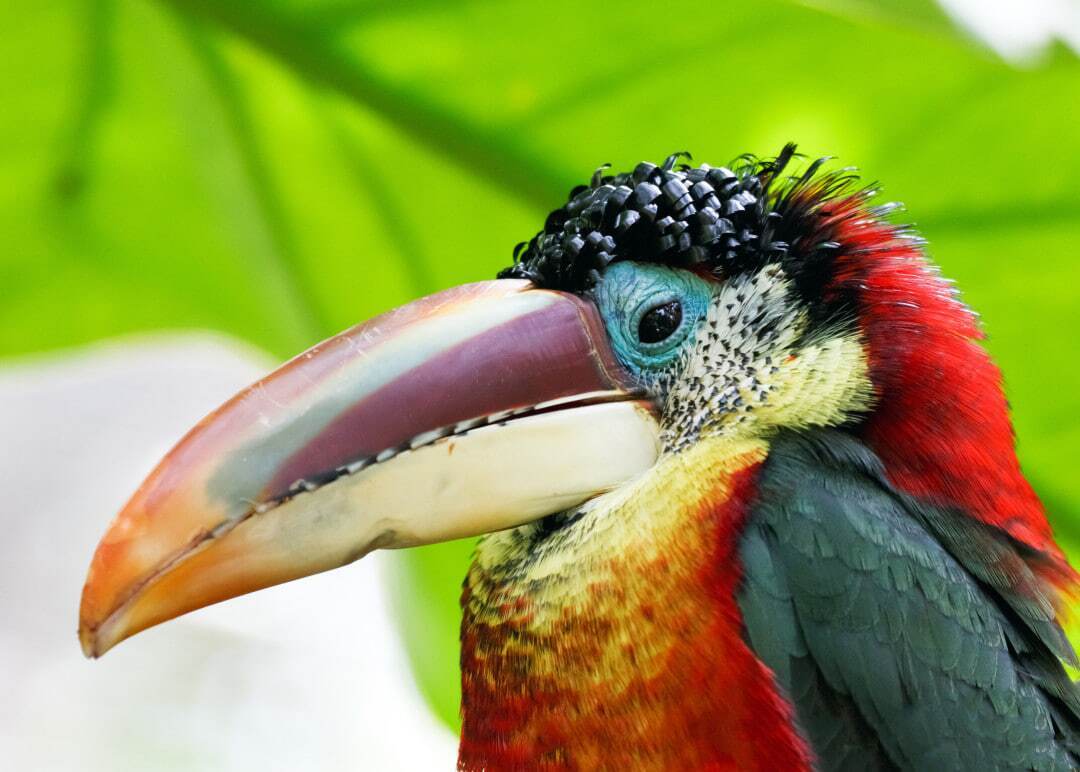 با زیباترین پرندگان در قلمرو حیات وحش آشنا شوید؛ از طاووس هندی تا قرقاول طلایی