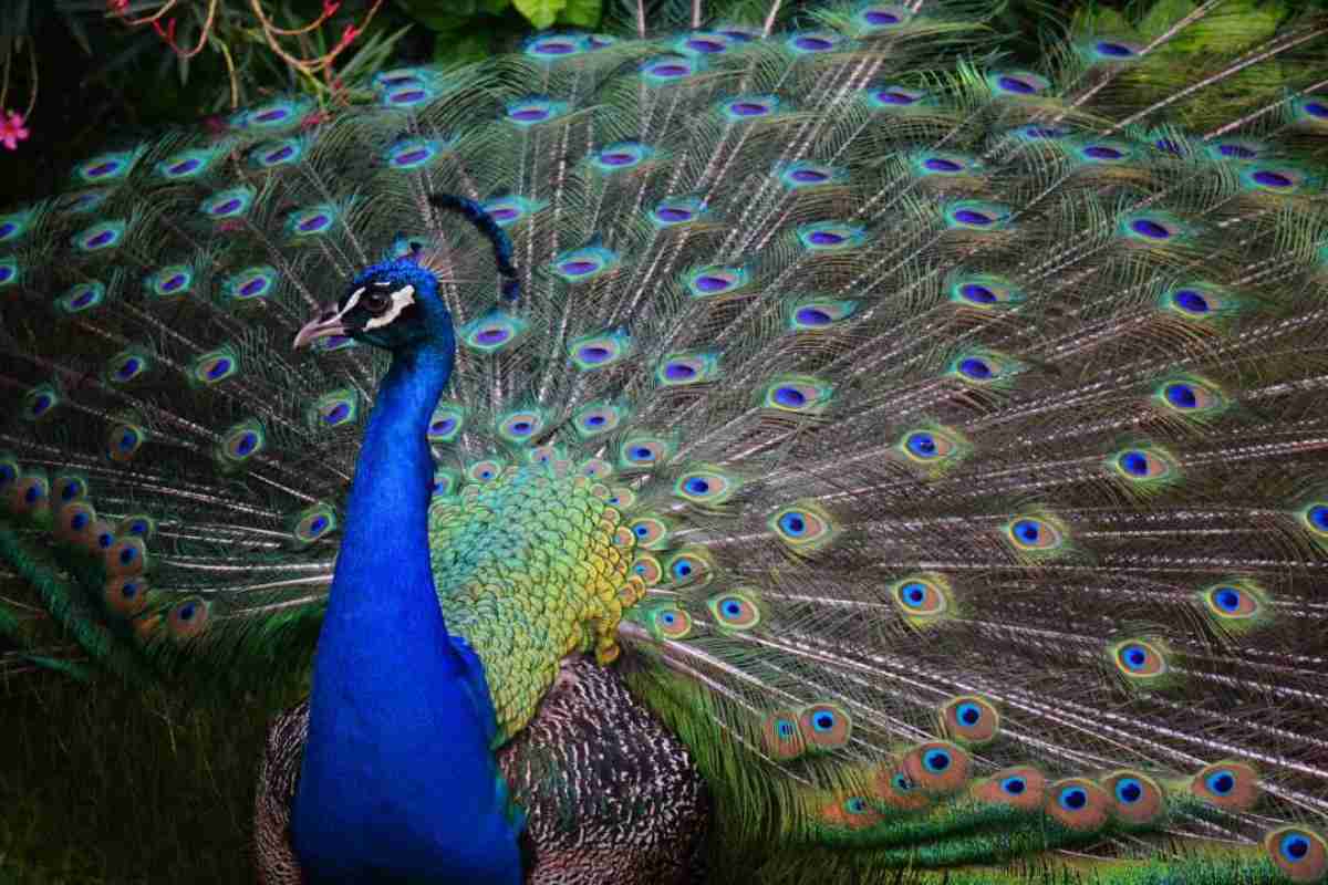 با زیباترین پرندگان در قلمرو حیات وحش آشنا شوید؛ از طاووس هندی تا قرقاول طلایی