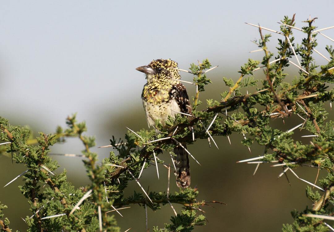 با زیباترین پرندگان در قلمرو حیات وحش آشنا شوید؛ از طاووس هندی تا قرقاول طلایی