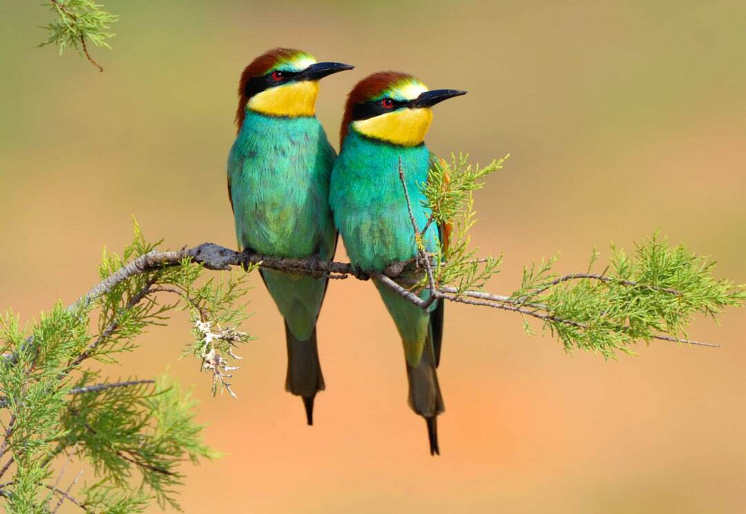 با زیباترین پرندگان در قلمرو حیات وحش آشنا شوید؛ از طاووس هندی تا قرقاول طلایی