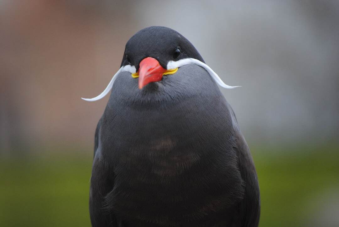 با زیباترین پرندگان در قلمرو حیات وحش آشنا شوید؛ از طاووس هندی تا قرقاول طلایی