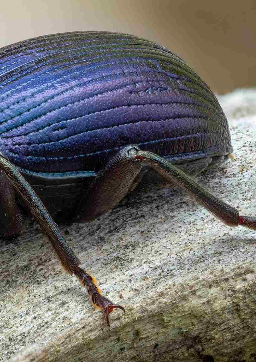 عکس| مشاهده سوسک آبی خیره‌کننده در بریتانیا