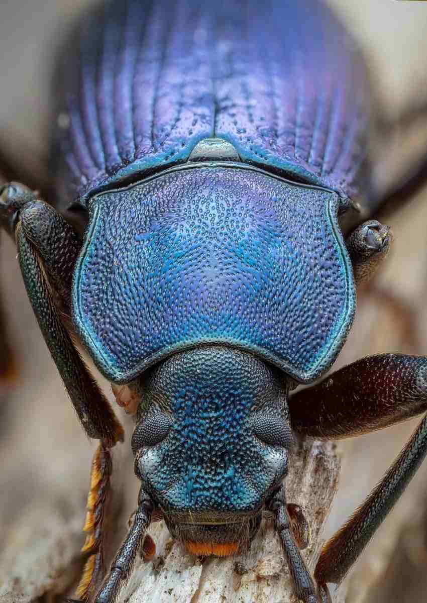 عکس| مشاهده سوسک آبی خیره‌کننده در بریتانیا