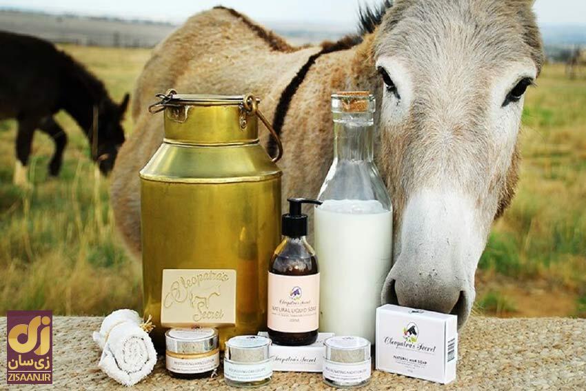 خواص شیر خر خواص شیر خر چیست؟ | اگر تا امروز از آن غافل ماندهاید، بخوانید