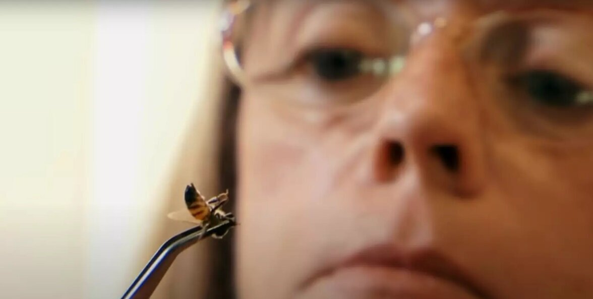 داستان عجیب زنی که به نیش زنبور‌ها معتاد است