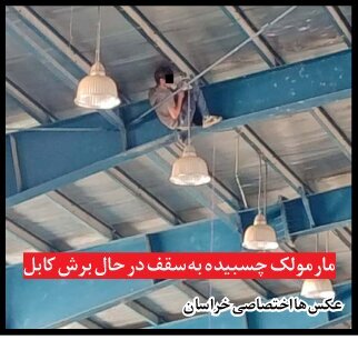 دستگیری مارمولک زیر سقف سالن ورزشی؛ این مرد از دیوار صاف ۷ متری هم بالا می‌رود