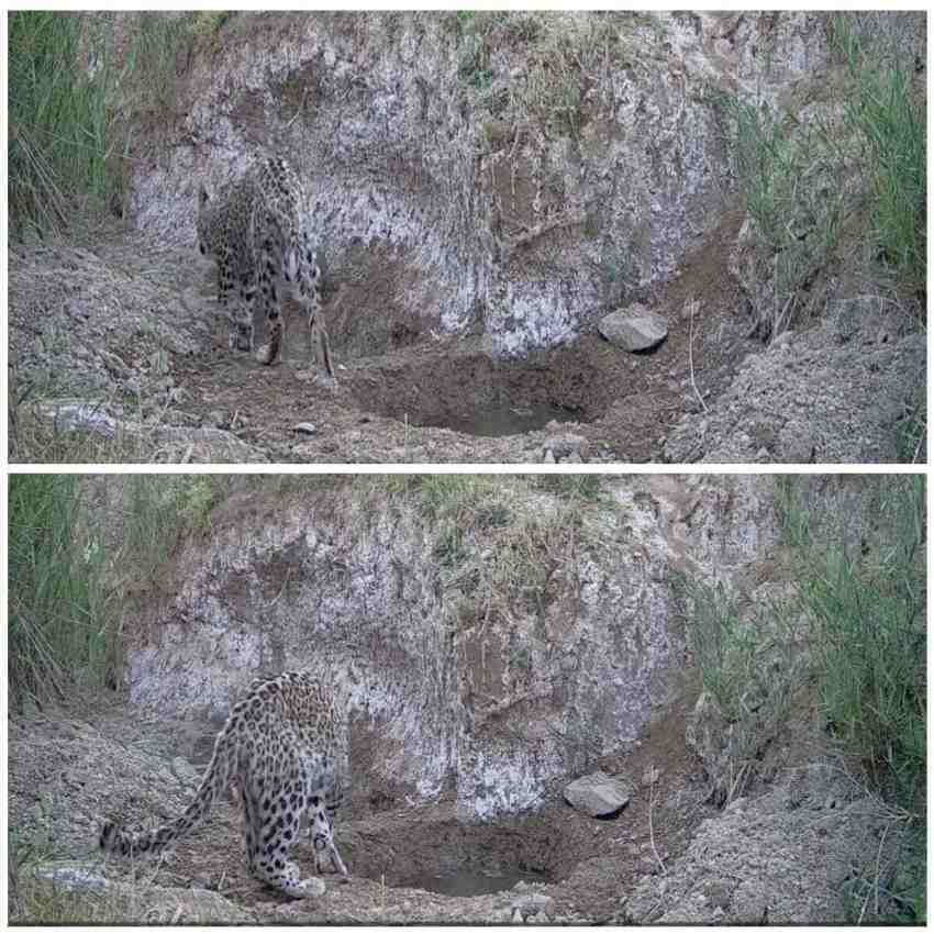 عکس| مشاهده یک توله پلنگ در دماوند