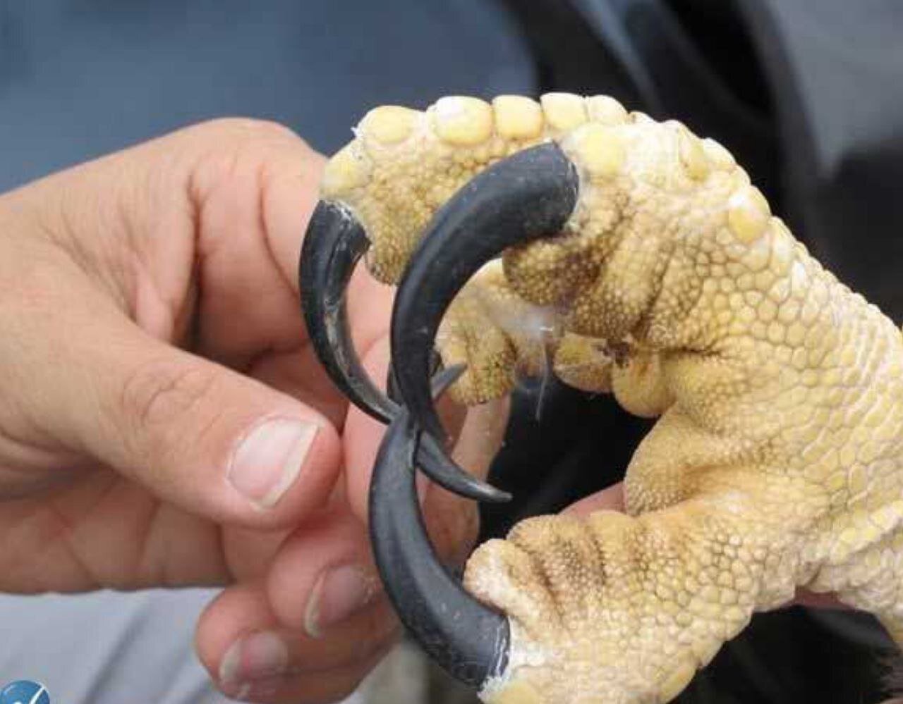 عکس | تصویری پربیننده و جذاب از پنجه‌های یک عقاب