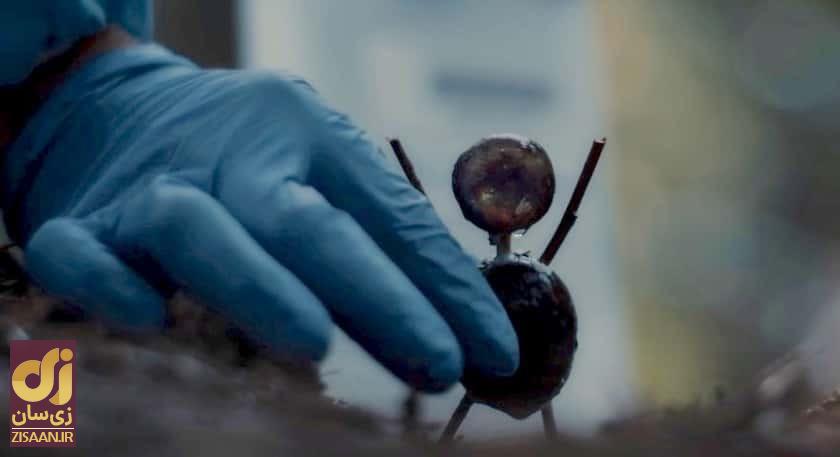 همه چیز درباره سریال مرد شاه بلوطی The Chestnut Man