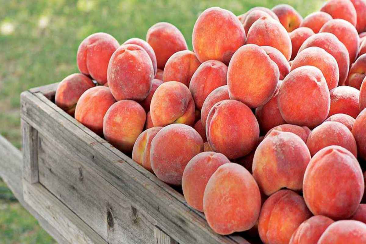 ۱۱ میوه با قند پایین؛ میوه‌هایی که لاغری شما را تضمین می‌کنند