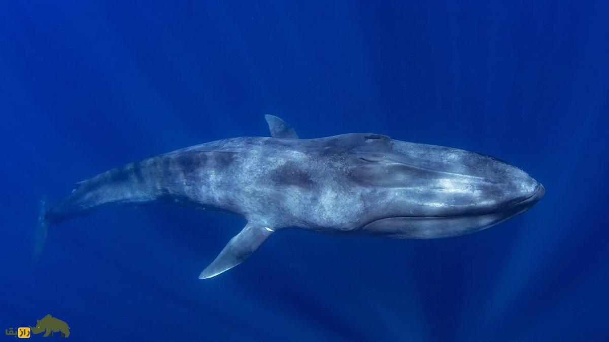 نهنگ آبی؛ صاحب بزرگترین آلت تناسلی در بین حیوانات که روزی ۱۶ تُن غذا می‌خورد