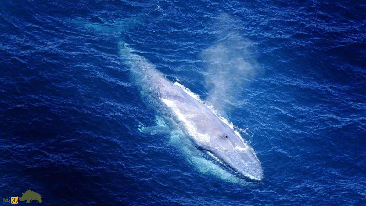 نهنگ آبی؛ صاحب بزرگترین آلت تناسلی در بین حیوانات که روزی ۱۶ تُن غذا می‌خورد