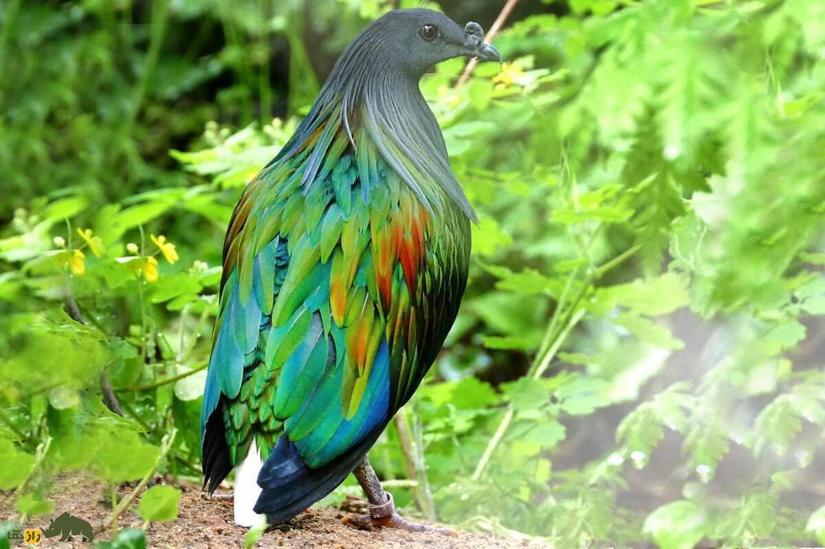 کبوتر نیکوبار؛ گران‌ترین و زیباترین کبوتر جهان که سنگ می‌خورد و هیچ کس نمی‌تواند صاحب آن باشد!