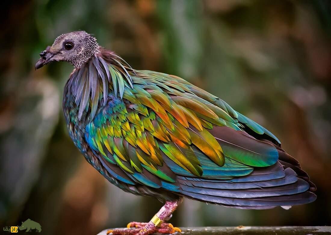 کبوتر نیکوبار؛ گران‌ترین و زیباترین کبوتر جهان که سنگ می‌خورد و هیچ کس نمی‌تواند صاحب آن باشد!