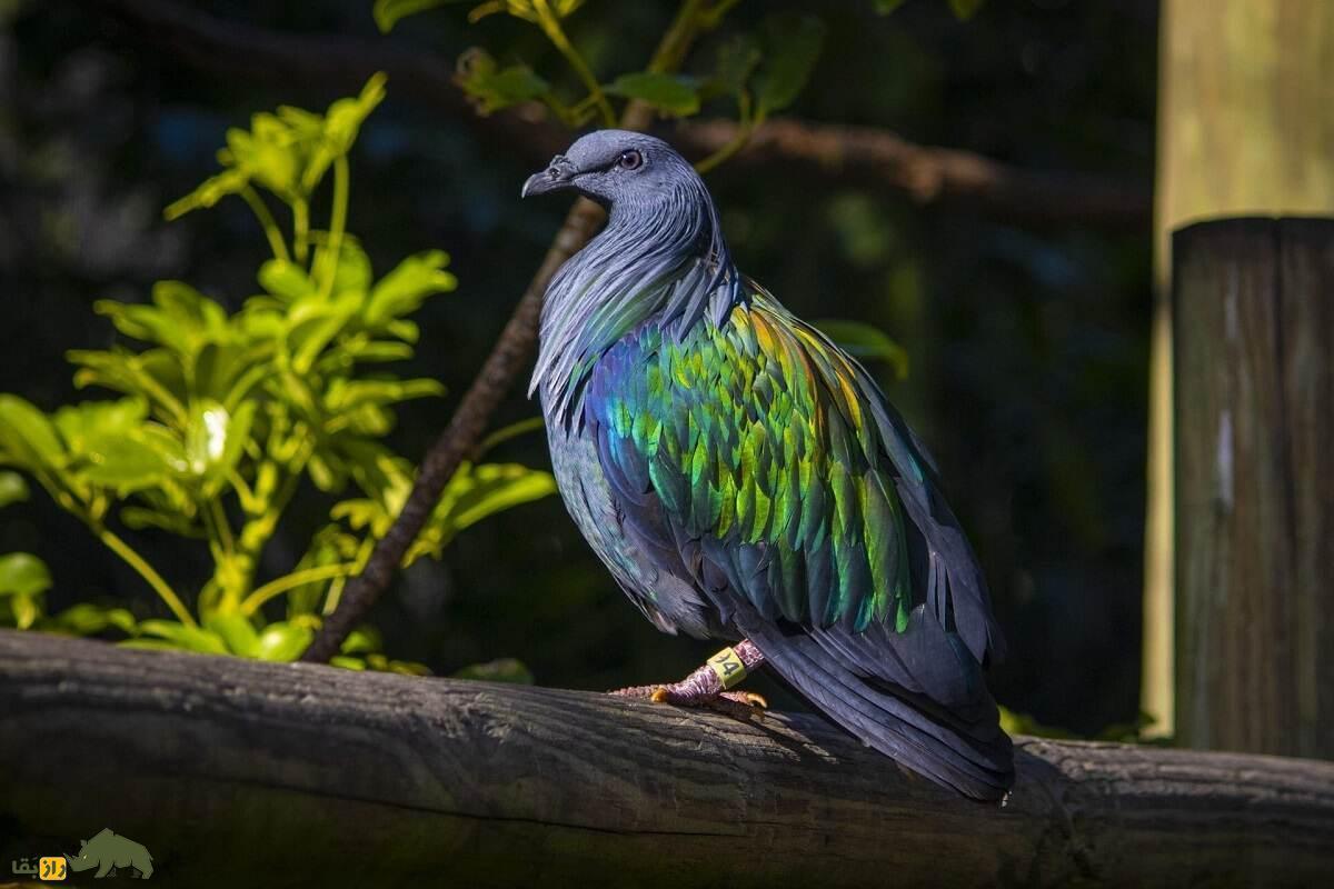 کبوتر نیکوبار؛ گران‌ترین و زیباترین کبوتر جهان که سنگ می‌خورد و هیچ کس نمی‌تواند صاحب آن باشد!