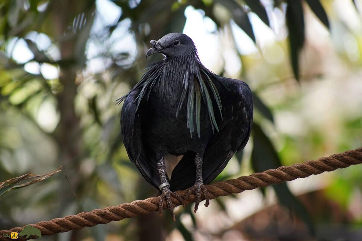 کبوتر نیکوبار؛ گران‌ترین و زیباترین کبوتر جهان که سنگ می‌خورد و هیچ کس نمی‌تواند صاحب آن باشد!