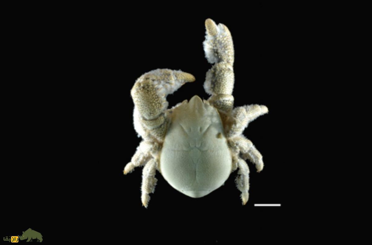 خرچنگ یِتی؛ خرچنگ نابینایی که غذایش را خودش می‌پزد و ریاضی‌دانان را متحیر کرده است