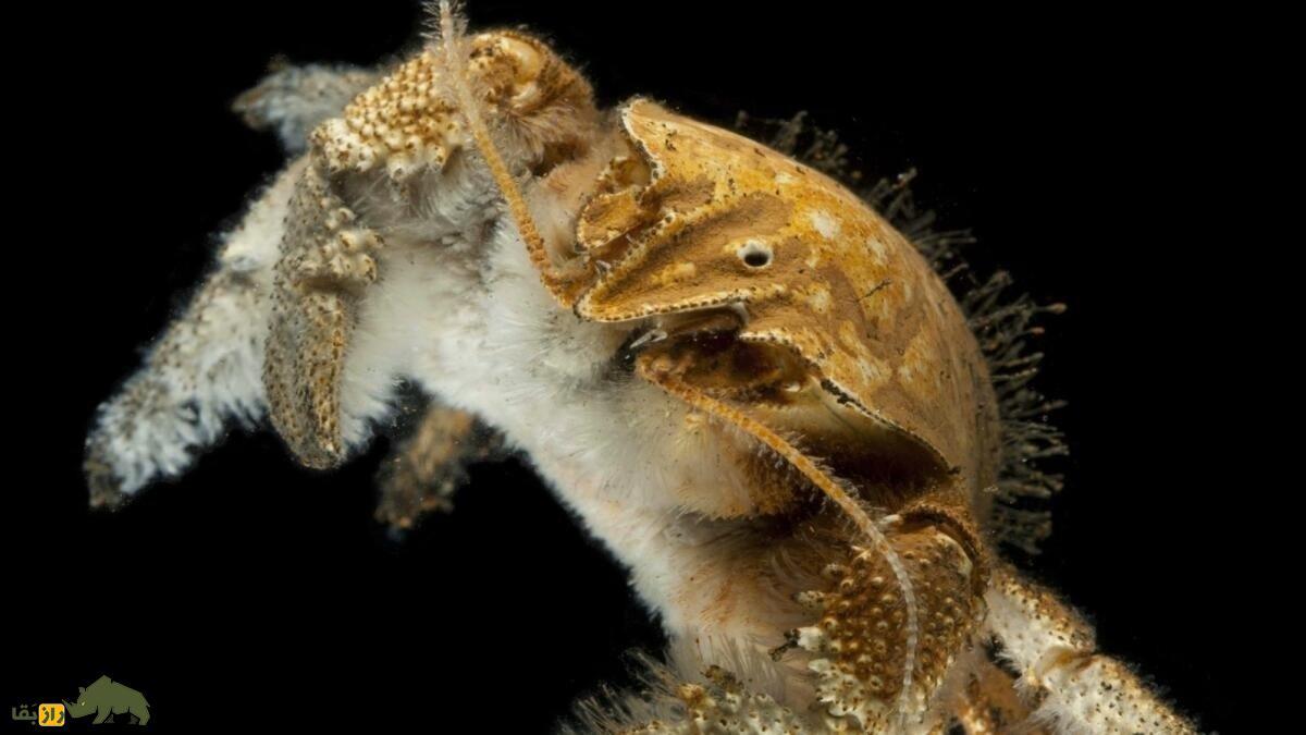 خرچنگ یِتی؛ خرچنگ نابینایی که غذایش را خودش می‌پزد و ریاضی‌دانان را متحیر کرده است