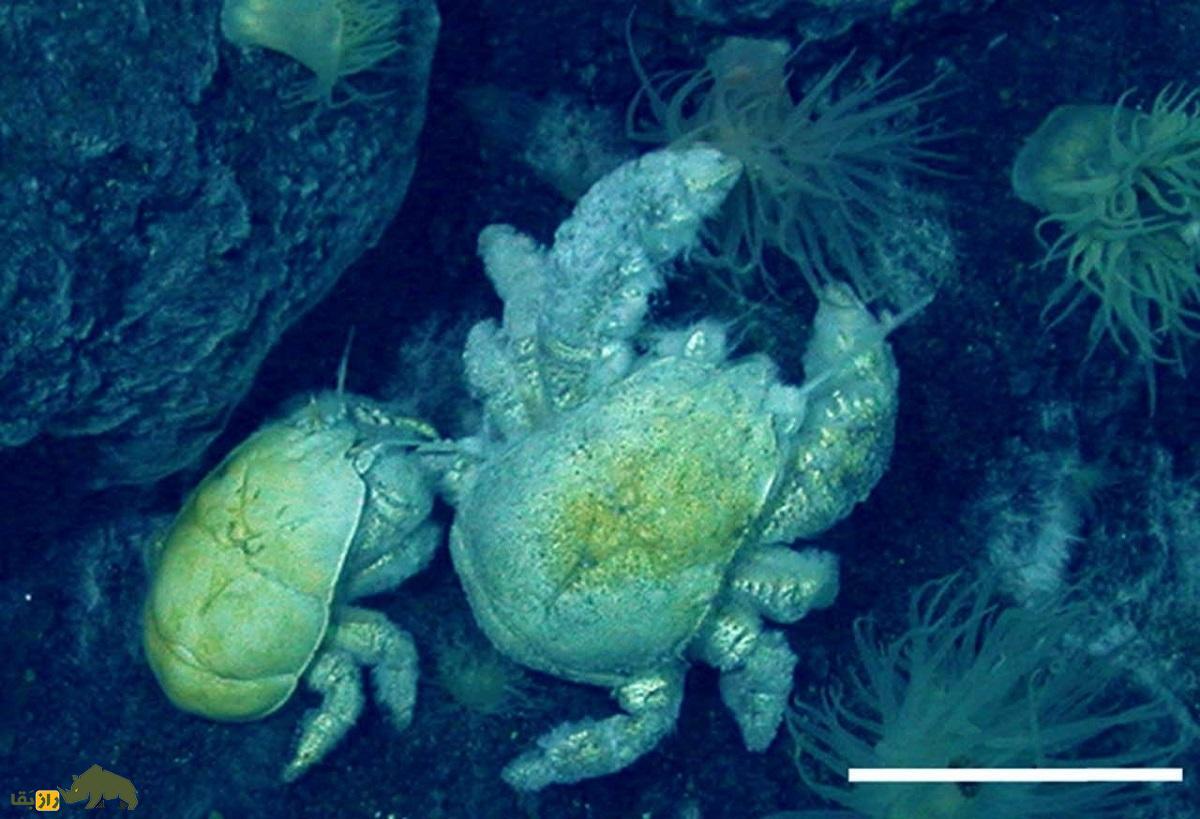 خرچنگ یِتی؛ خرچنگ نابینایی که غذایش را خودش می‌پزد و ریاضی‌دانان را متحیر کرده است