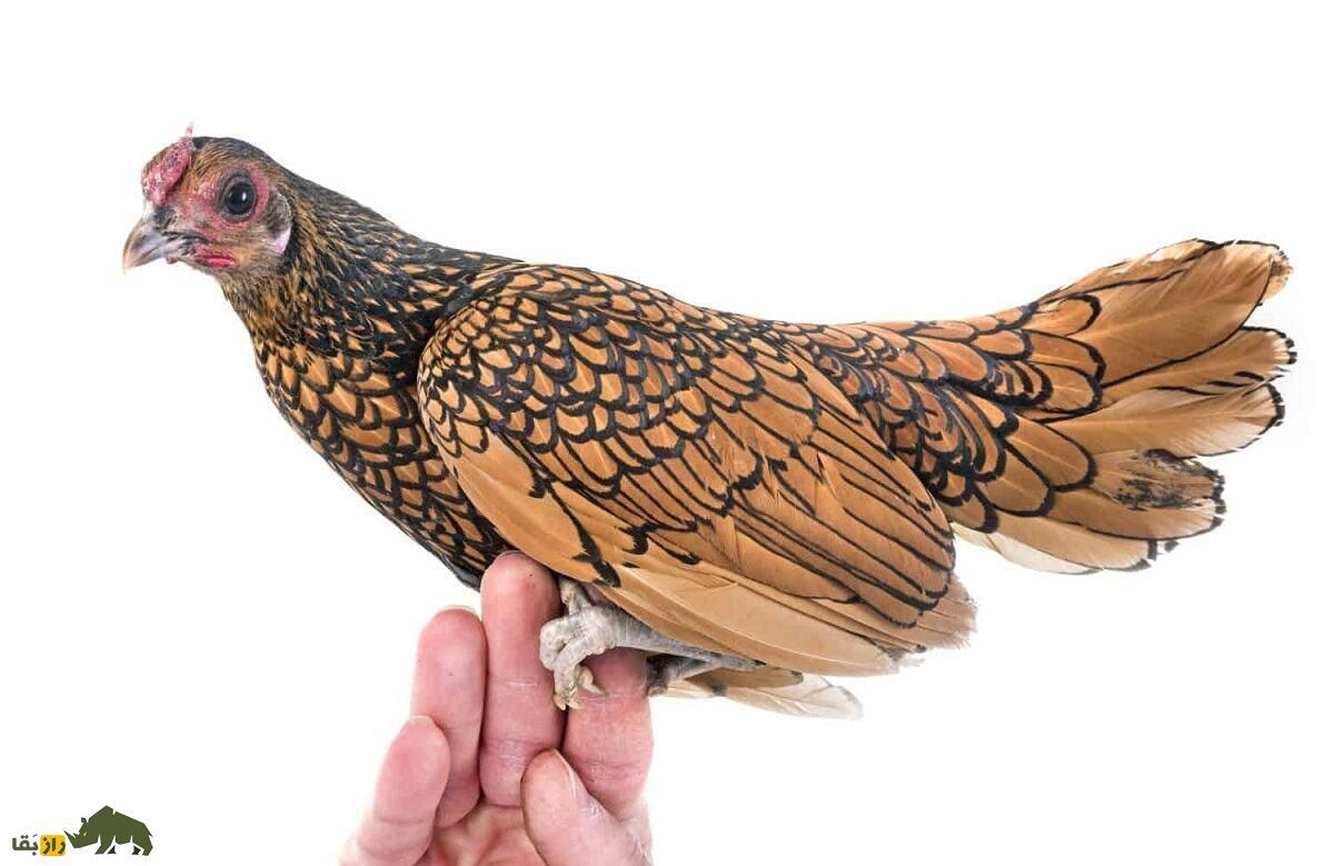 مرغ سبرایت؛ مرغ مینیاتوری و نیم کیلویی که هیچ‌کس باور نمی‌کند واقعی باشد!