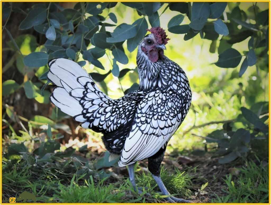 مرغ سبرایت؛ مرغ مینیاتوری و نیم کیلویی که هیچ‌کس باور نمی‌کند واقعی باشد!