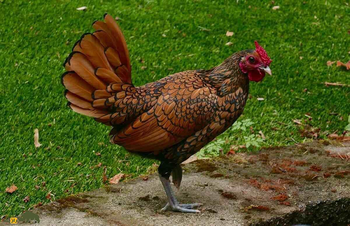 مرغ سبرایت؛ مرغ مینیاتوری و نیم کیلویی که هیچ‌کس باور نمی‌کند واقعی باشد!