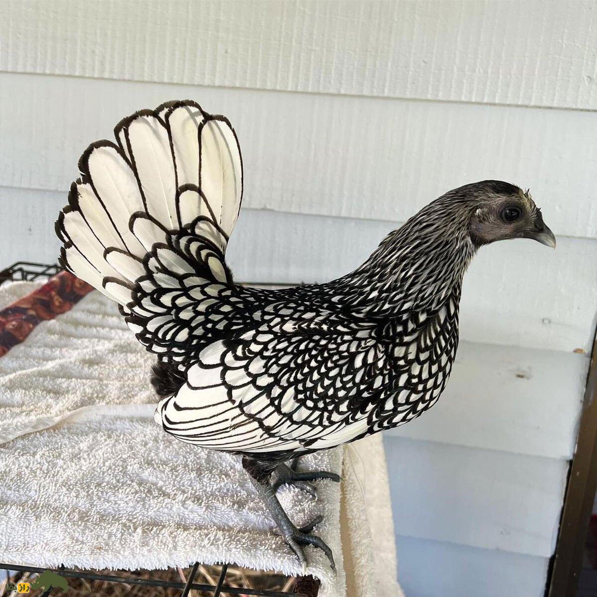 مرغ سبرایت؛ مرغ مینیاتوری و نیم کیلویی که هیچ‌کس باور نمی‌کند واقعی باشد!