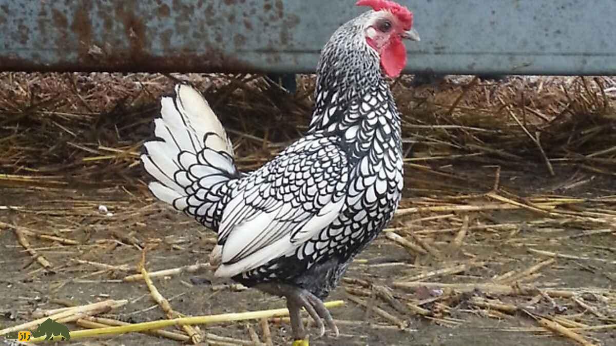 مرغ سبرایت؛ مرغ مینیاتوری و نیم کیلویی که هیچ‌کس باور نمی‌کند واقعی باشد!