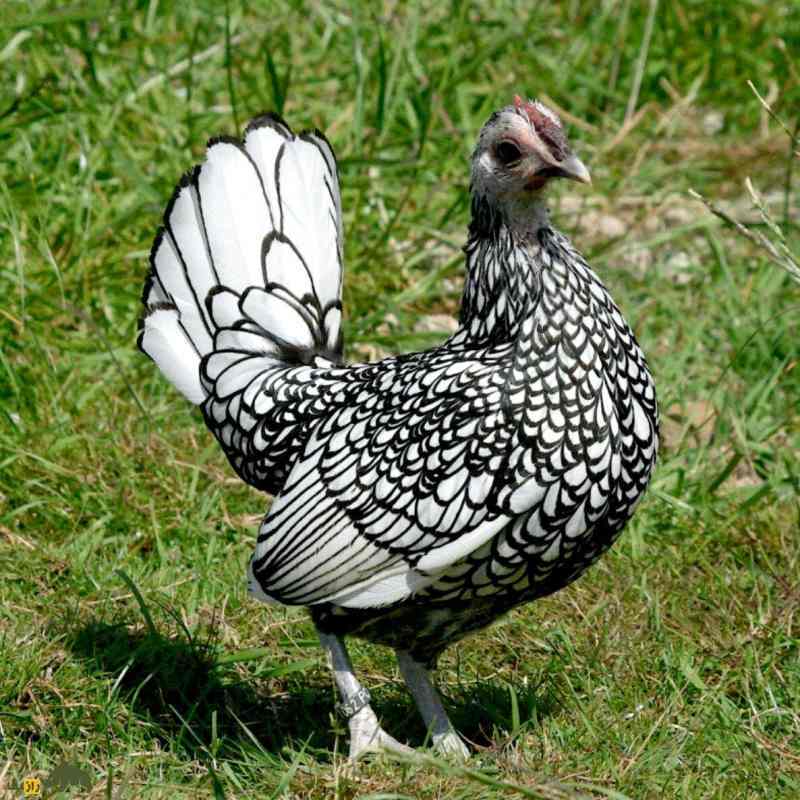 مرغ سبرایت؛ مرغ مینیاتوری و نیم کیلویی که هیچ‌کس باور نمی‌کند واقعی باشد!