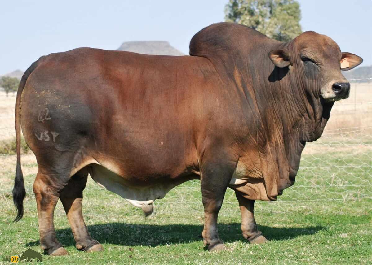 گاو بوران؛ گاو آفریقایی شگفت‌انگیزی که ۲۷ میلیارد تومان قیمت خورد!