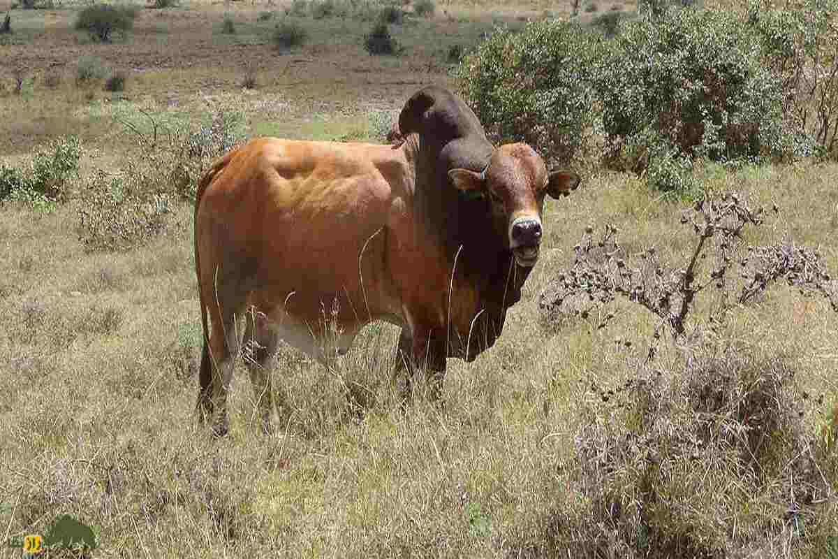 گاو بوران؛ گاو آفریقایی شگفت‌انگیزی که ۲۷ میلیارد تومان قیمت خورد!