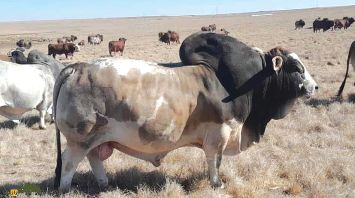 گاو بوران؛ گاو آفریقایی شگفت‌انگیزی که ۲۷ میلیارد تومان قیمت خورد!