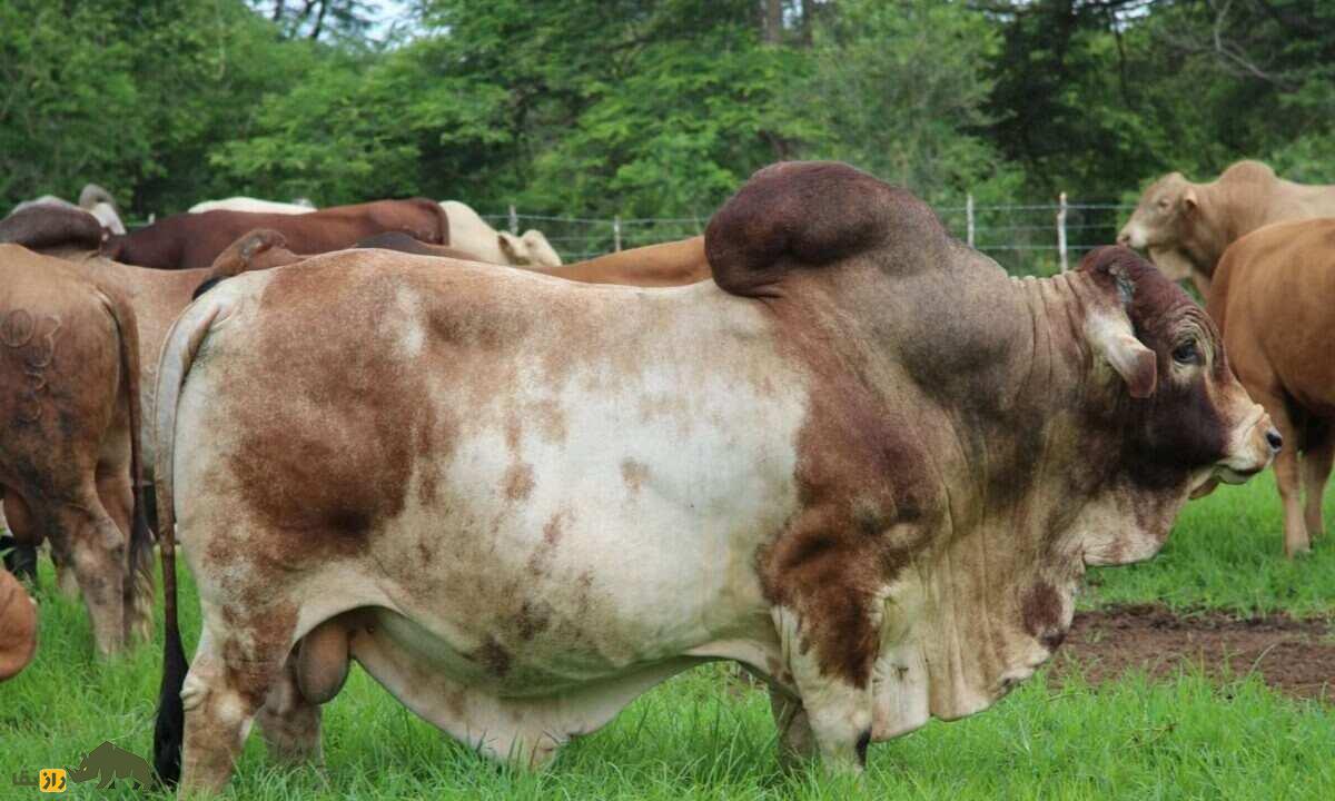 گاو بوران؛ گاو آفریقایی شگفت‌انگیزی که ۲۷ میلیارد تومان قیمت خورد!