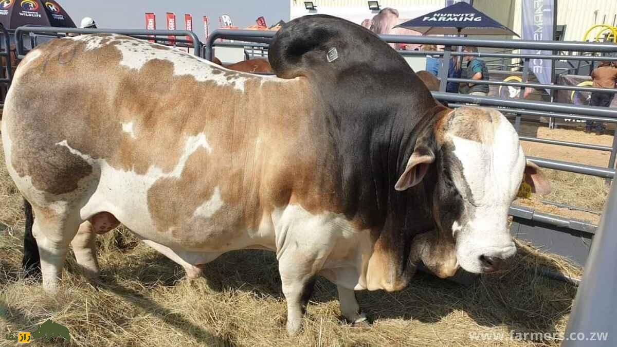 گاو بوران؛ گاو آفریقایی شگفت‌انگیزی که ۲۷ میلیارد تومان قیمت خورد!