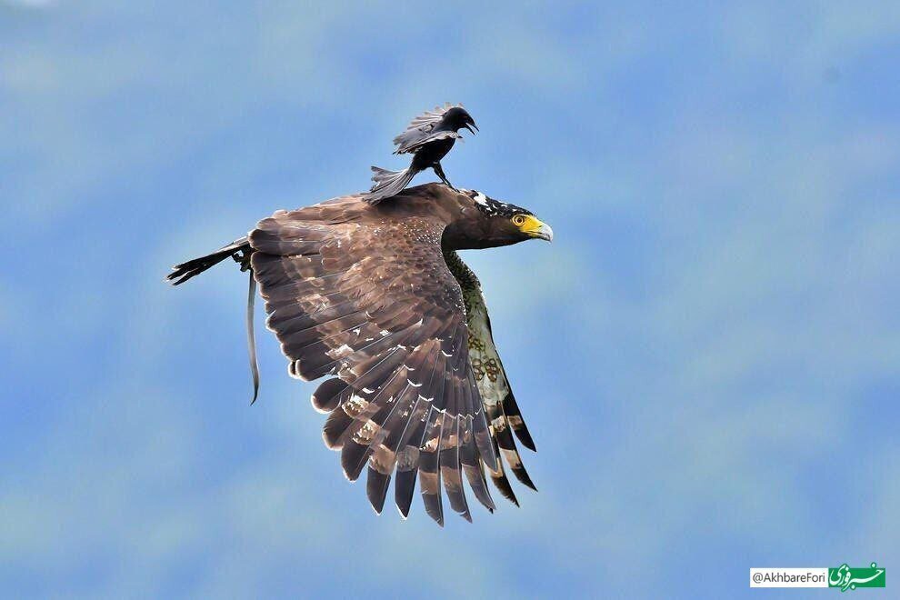 لحظه بامزه مسافرکشی یک عقاب در آسمان لحظه بامزه مسافرکشی یک عقاب در آسمان