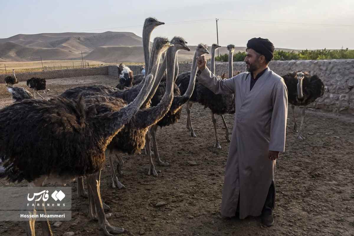 روحانی پرورش دهنده شترمرغ در بام وصفی آباد