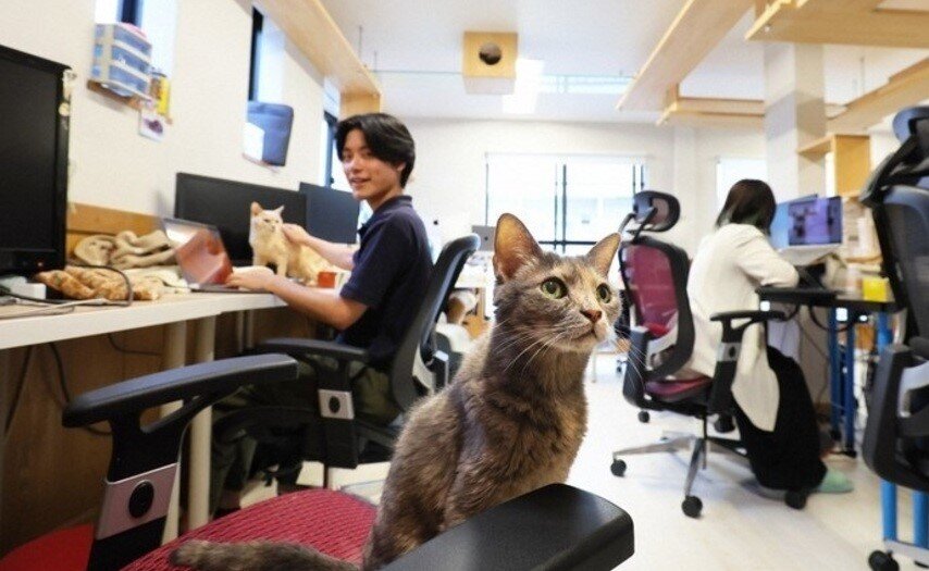 استخدام گربهها در یک شرکت ژاپنی استخدام گربهها در یک شرکت ژاپنی