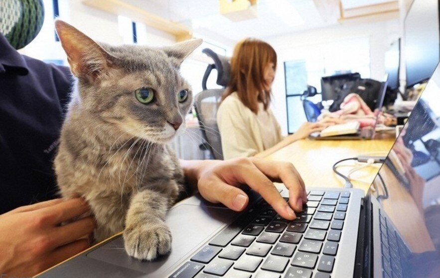 استخدام گربهها در یک شرکت ژاپنی استخدام گربهها در یک شرکت ژاپنی