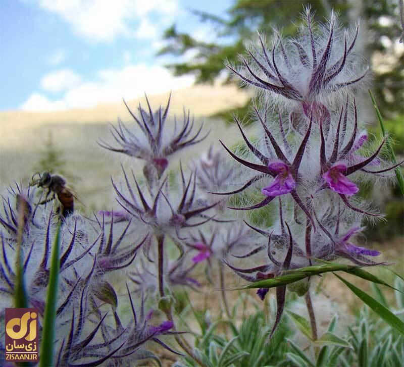 خواص چای کوهی