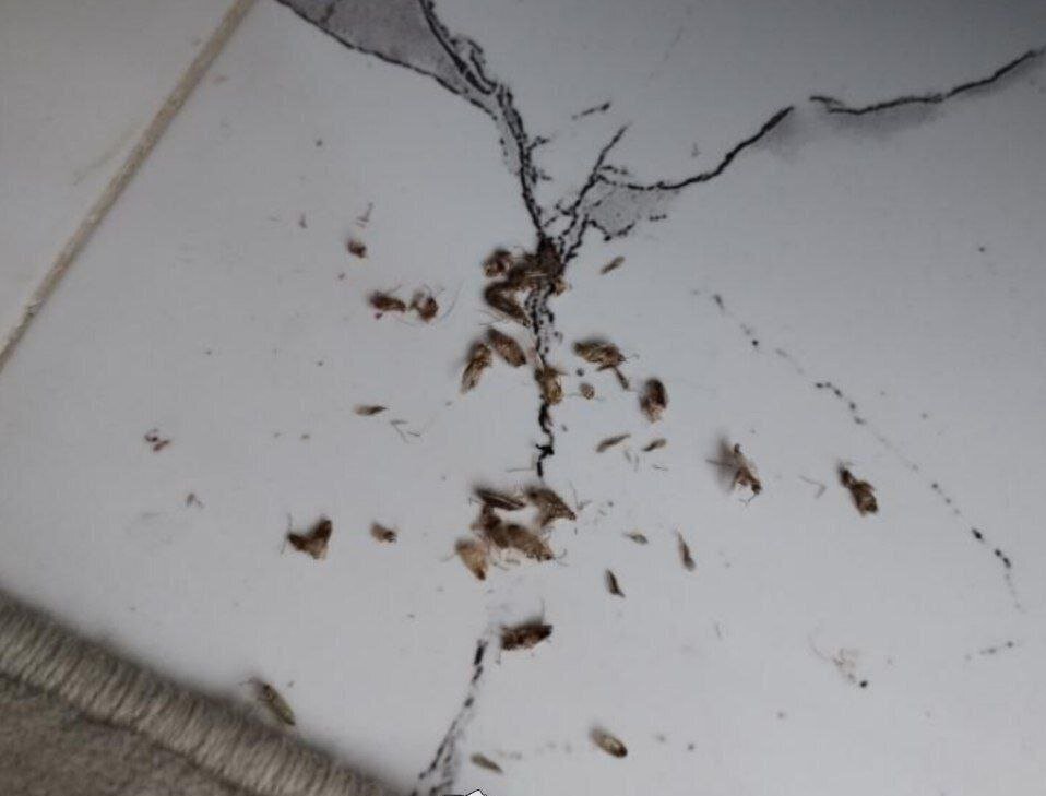 ویدئو | حشره خطرناک «سنک» به مشهد حمله‌ور شد! + عکس