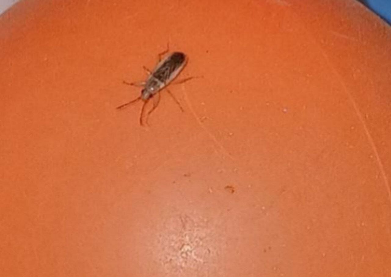 ویدئو | حشره خطرناک «سنک» به مشهد حمله‌ور شد! + عکس